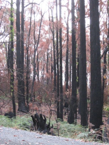 Last year's bushfire damage