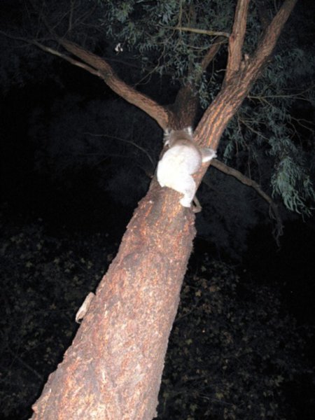 a koala climbing the tree 