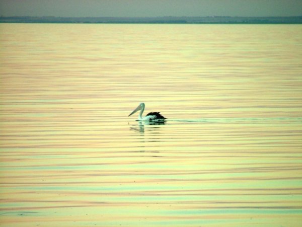 Pelican at sunset 