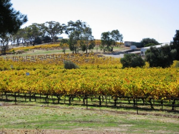 the Clare Valley 