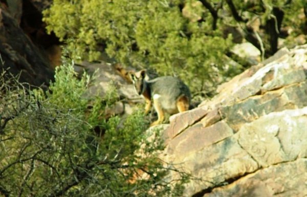 a yellow-footed rock wallaby 
