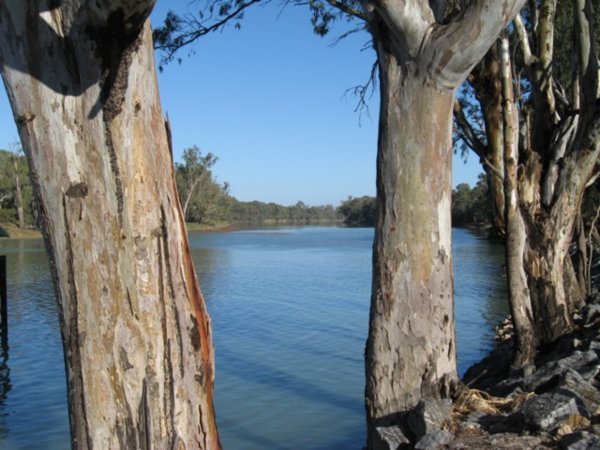 Murray River at Wentworth 