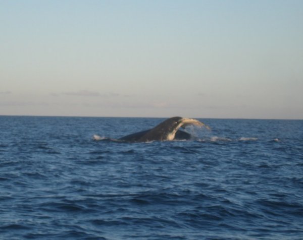 whale watching trip 