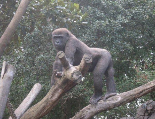 A cheeky gorilla at Taronga Park Zoo 
