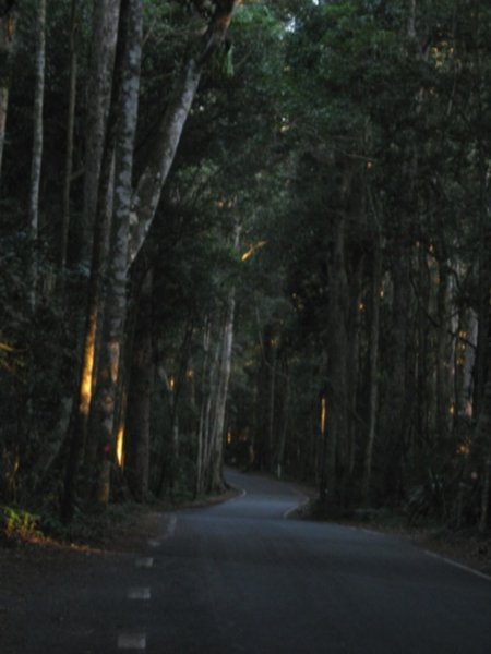 the road to O'Reillys, Lamington National Park