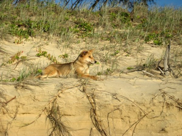 Dingo sunning himself on Fraser Island 