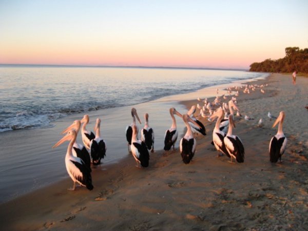 Pelicans at sunset, Hervey Bay 