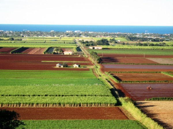 view over the canefields at Bundaberg