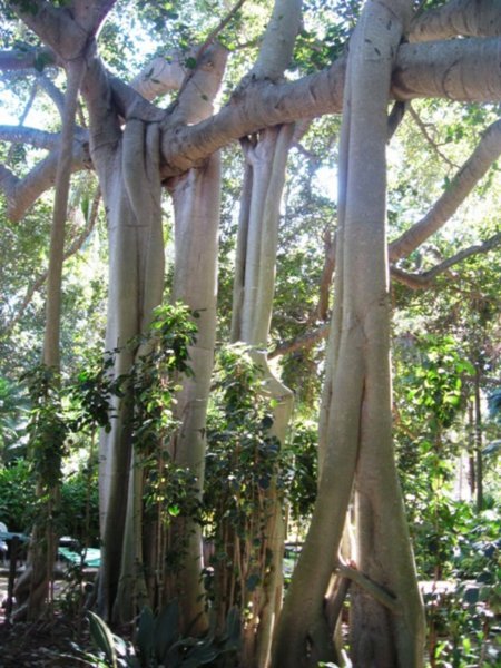 Banyan trees, Rockhampton Bot Gardens