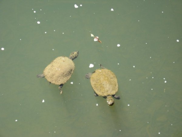 a pair of turtles, Broken River,Eungella 