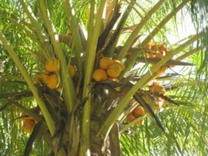 coconut tree, Magnetic Island