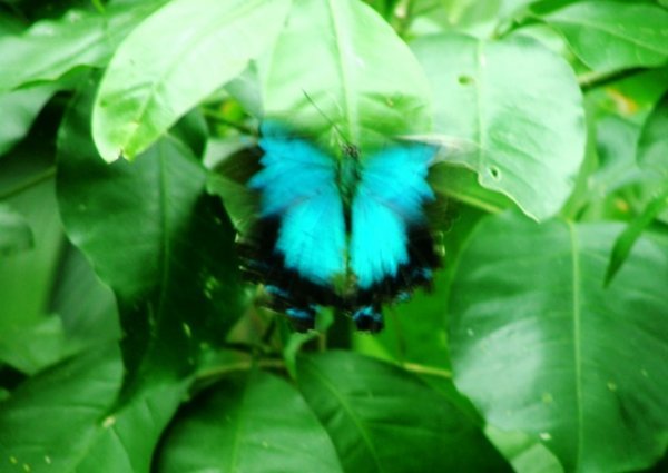 Ulysses butterfly, Butterfly World Kuranda 