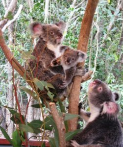 Koala family portrait