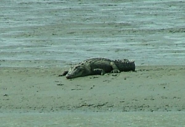 a big croc at Red Beach, Weipa