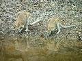 Wallabies at the waterhole, Mary Valley Station