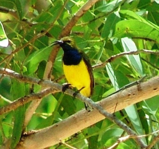 A beautiful sunbird (male)