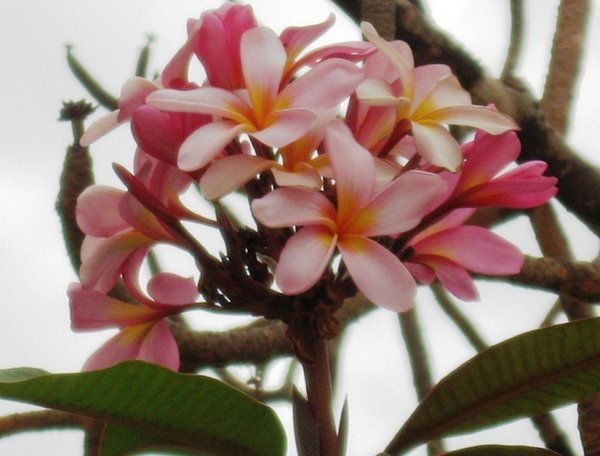 Frangapani flower ,Thursday Island