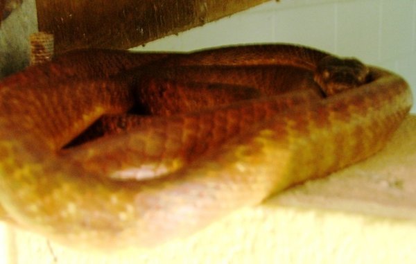 Sleepy python