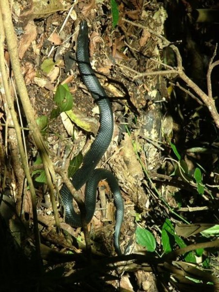 unidentified black snake 