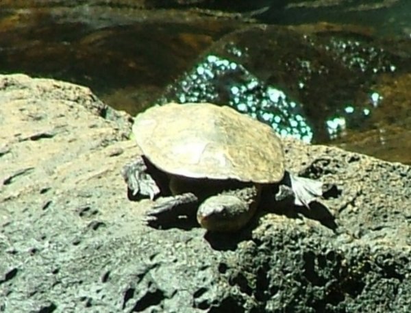 turtle enjoying the sun 