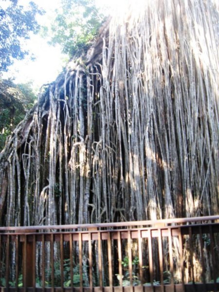 the curtain fig tree at Yungaburra 