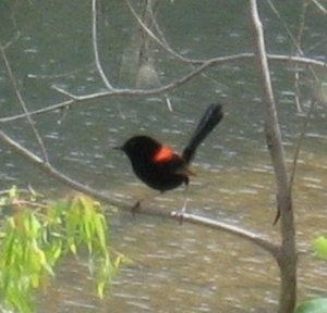 red backed wren at Millstream Falls