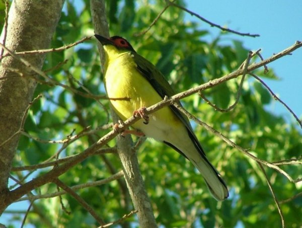 Male Figbird