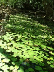 Water-lilies, Lawn Hill Gorge