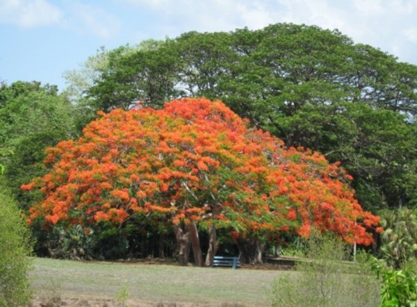 A huge poinciana tree in flower