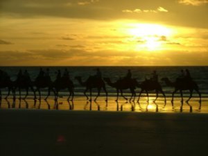 Camels, Cable Beach, Broome