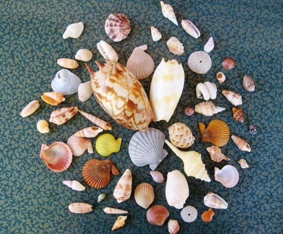 a collection of shells from 80 Mile Beach 