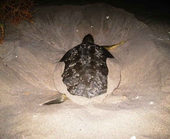 Turtle making the nest to lay her eggs in