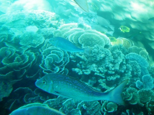underwater viewing at Coral Bay 