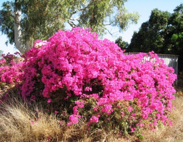 wish we could grow bouganvillea like this at home! 