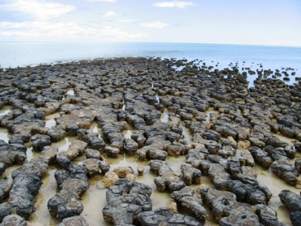 Stromatolites at Hamelin Pool, Shark Bay 