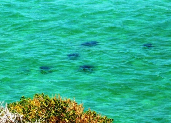 eagle rays close to shore at Skipjack Point , Cape Peron 