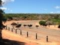 Emu family crossing at Cape Peron 