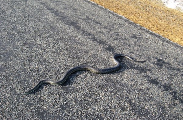 python on the road