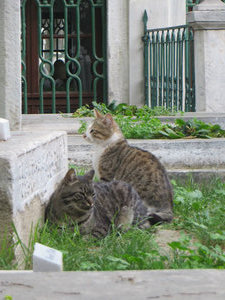 Istanbul, home of a million cats! 