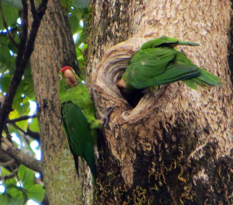 Green parrots nesting in the city 