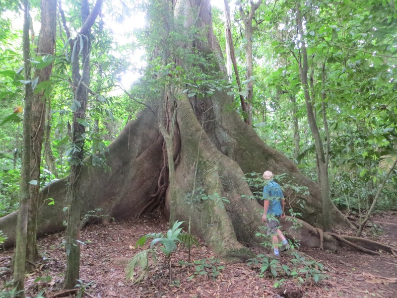 Banyan Tree in Arenal Rainforest 
