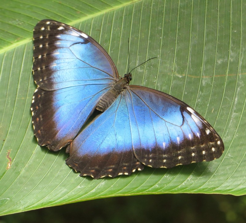 Blue Morph Butterfly