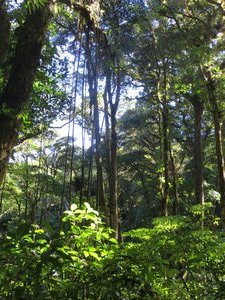 Tarzan country, Monteverde Cloud Forest