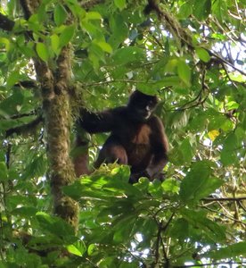 Big Daddy, spider monkey at Monteverde National Park 