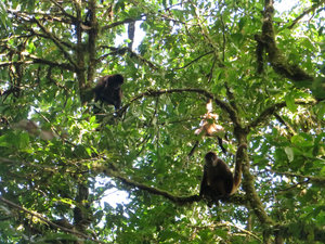 scrap between the capuchins and spiders!