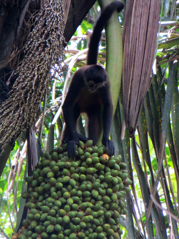 spider monkey eating