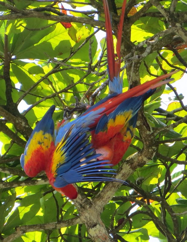 more macaws