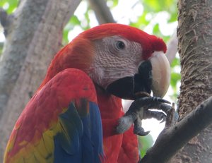 Erma the Macaw