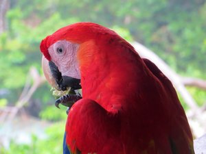 Erma the scarlet macaw