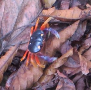 Rainbow crab, Corcovado National Park 